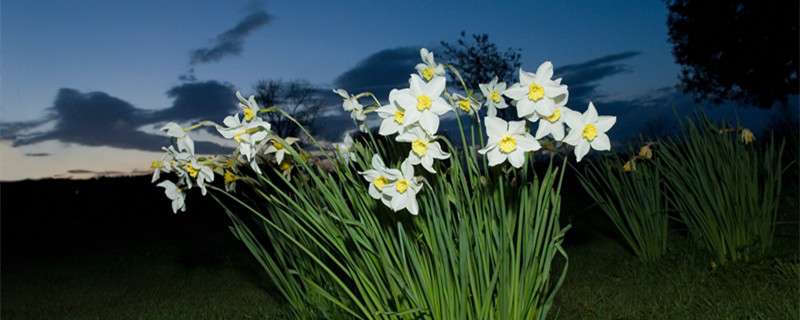 花的寓意（花的寓意大全及图片）