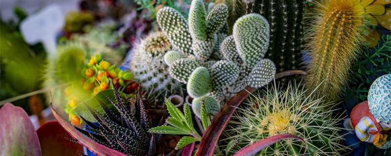 子孙球的养殖方法 子孙球怎么养