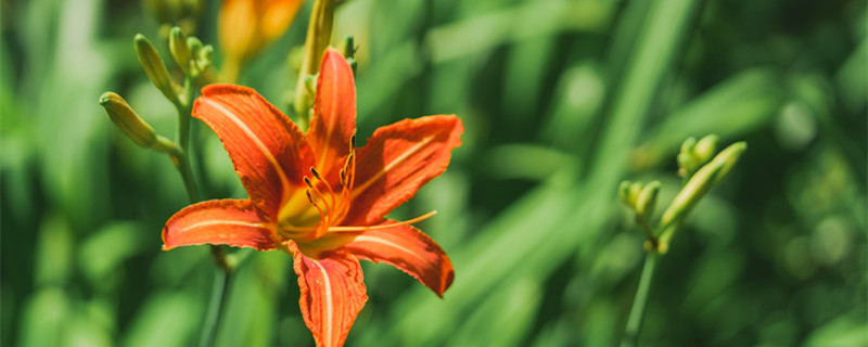 耐阴又容易开花的盆栽 什么花耐阴又能常年开花