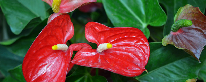 花烛怎么养才能开花 花烛怎么栽培