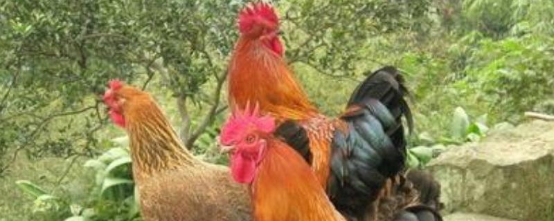 土鸡销售渠道哪里找（土鸡如何销售）
