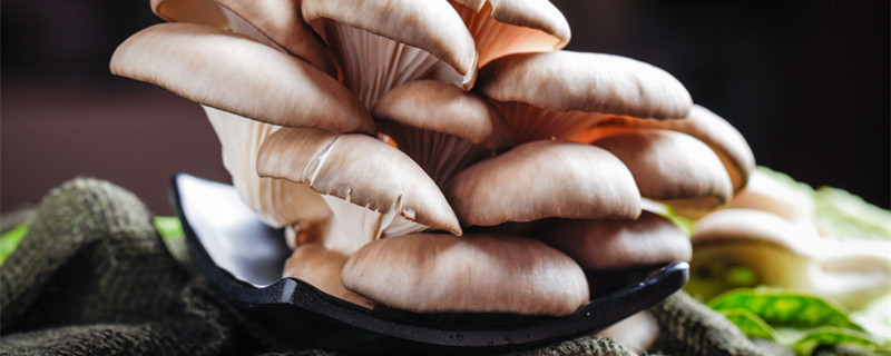 平菇在室内的种植方法 平菇室内栽培