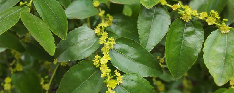 枣树修剪技术要点（枣树修剪技术要点视频）