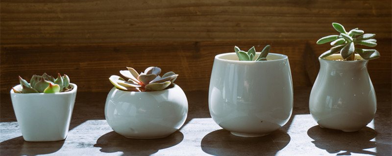 多肉花盆怎么选（多肉植物花盆怎么选）