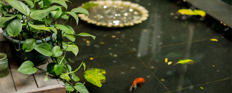 金鱼藻是什么植物 金鱼藻是什么植物裸子还是被子