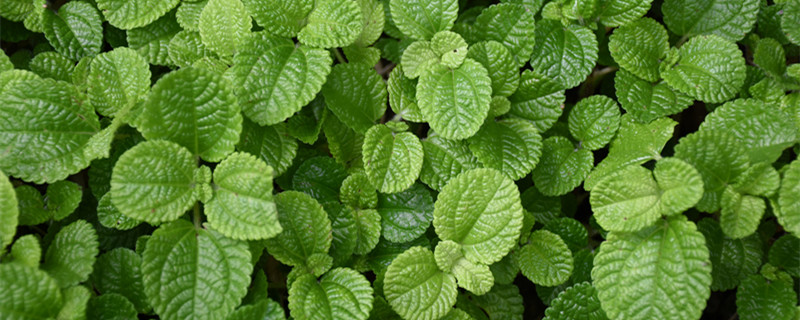 植物的茎分为哪几类 植物的茎分为哪几类图片