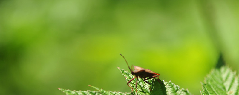 快速除花土小黑飞虫（快速除花土小黑飞虫妙招）