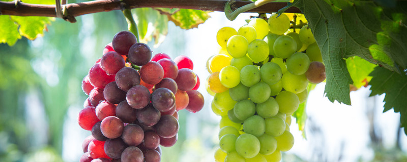 葡萄开花后叶片黄是什么原因 葡萄结果时叶子黄是怎么回事儿