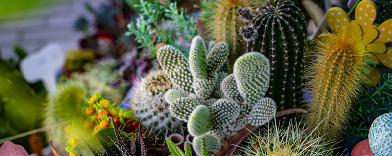 仙人掌的养殖方法（仙人掌的养殖方法和注意事项有哪些视频）