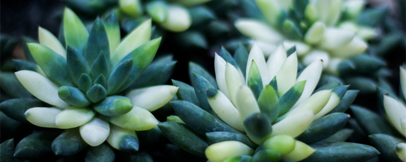 千佛手养殖方法和注意事项（千佛手怎么养殖）