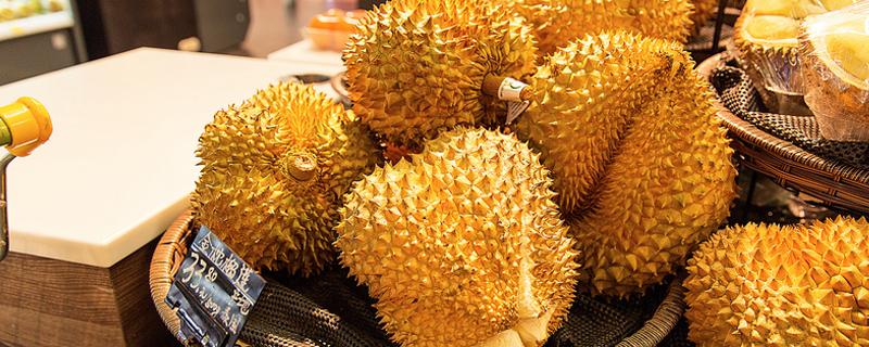 榴莲树几年结果（榴莲树几年结果一次）