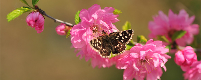 榆叶梅的果实能吃吗 榆叶梅的果实有药用价值吗