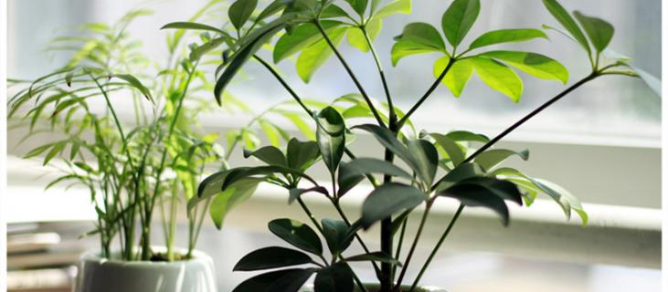 大叶琴叶榕的养殖方法和注意事项 大琴叶榕树适合在室内养吗