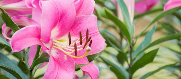 百合的花语是什么(百合的花语是什么意思)