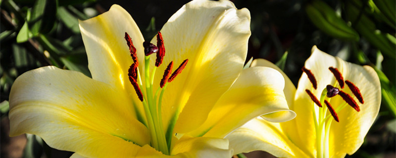 百合花几点钟开花（百合花几点钟开花?）