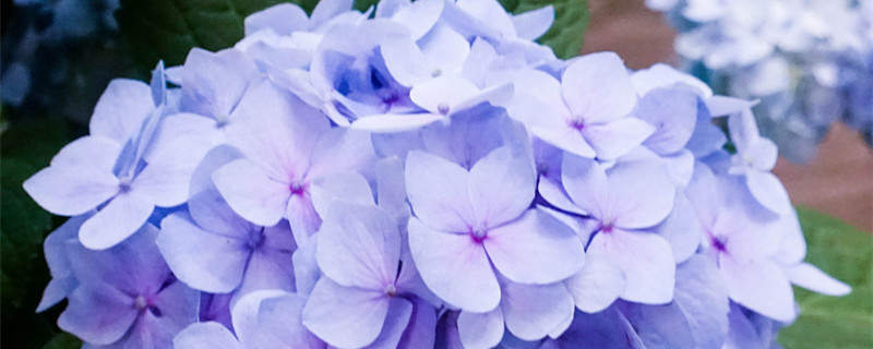 绣球花为什么又叫死人花（绣球花为什么又叫死人花图片）