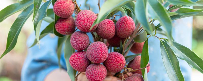 荔枝生长的气候条件（荔枝生长地区气候特征）