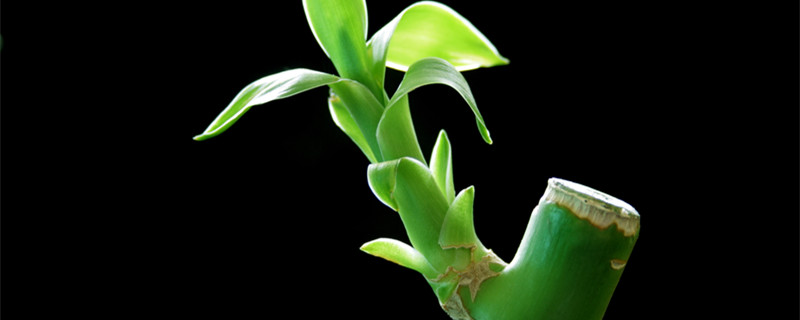 水培富贵竹叶子发黄怎么办（水培富贵竹叶子发黄怎么办?教你几招轻松应对!）