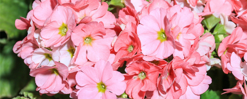 驱蚊竹的养殖方法和注意事项 驱蚊竹的繁殖方法