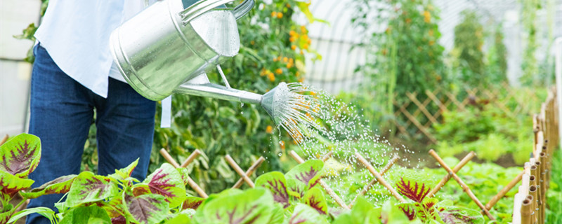 浇花应该早上浇还是晚上浇(浇花晚上浇还是早上浇好?)