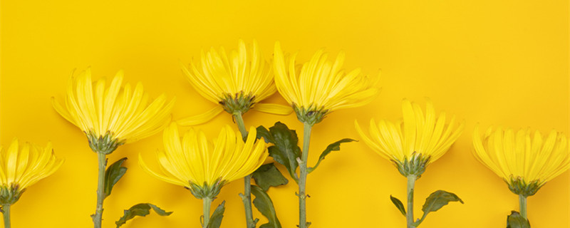 菊花扦插时间和方法（菊花扦插时间和方法(农历视）