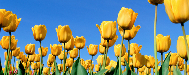 黄色郁金香的花语和寓意 黄色郁金香花语含义