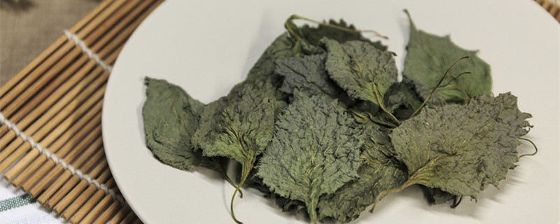 紫苏6月份能播种吗 紫苏播种方法及播种时间