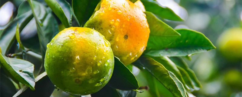 桔子树怎么养(北方桔子树怎么养)