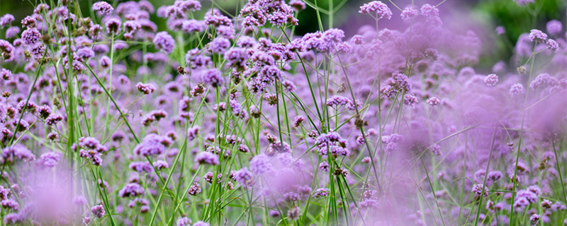 马鞭草花语(紫色马鞭草花语)