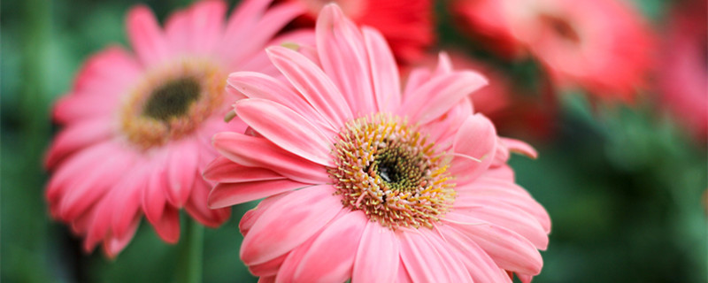 非洲菊的花语（非洲菊的花语和寓意）