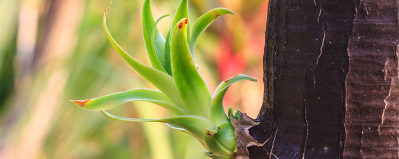 龙须树叶子尖发黄干枯怎么处理（龙须树叶子尖发黑枯烂怎么处理）