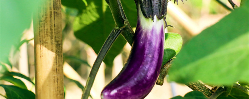 茄子下面的小芽要剪掉吗（茄子的芽子如何处理）