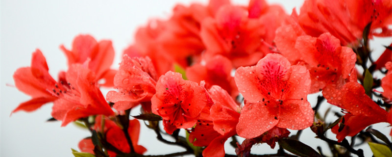 杜鹃花的特点和特征 杜鹃花的特点是什么?