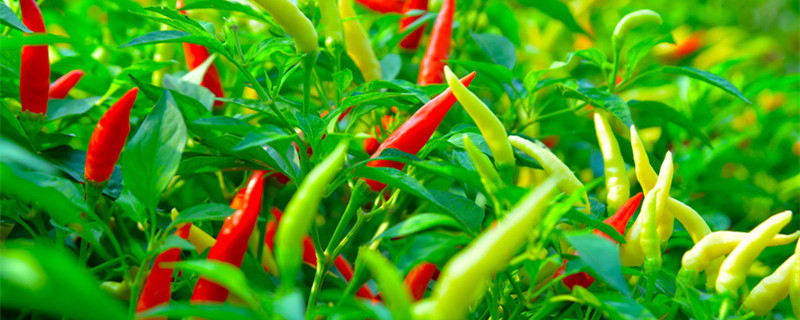 七月份适合种植什么（七月份适合种植什么蔬菜）