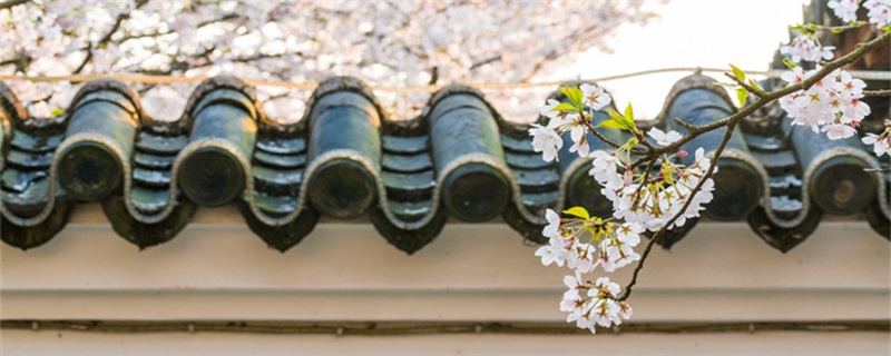 樱花的花语是什么