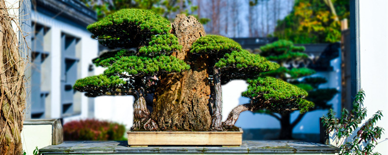 树桩盆景施肥的时间最宜是 盆景树桩怎样施肥