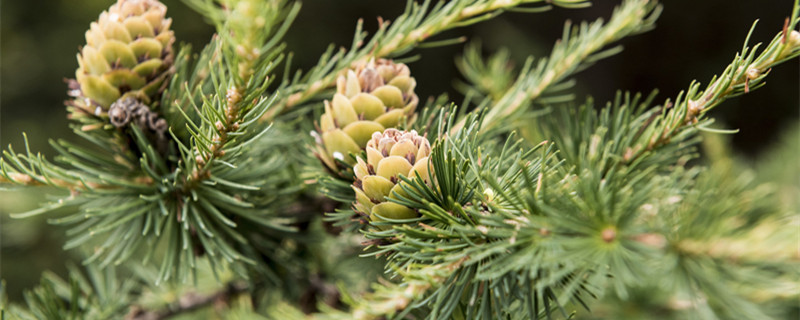 松树的外形特征 松树的外形特征描写150字