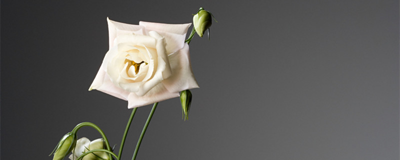 洋桔梗鲜切花养护方法以及注意事项（桔梗切花的养护）