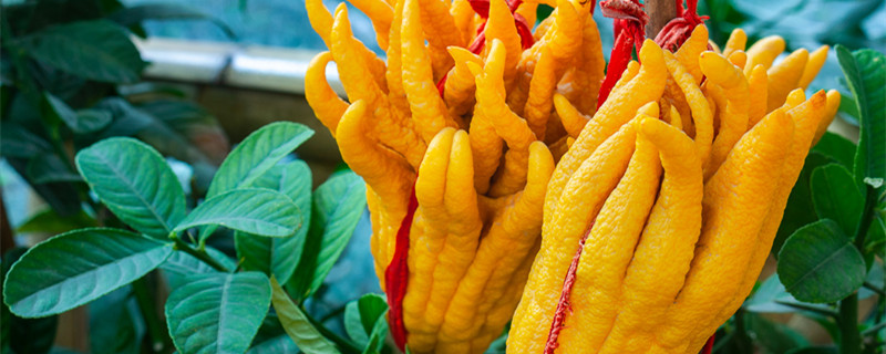 佛手花和佛手有区别吗（佛手和佛手花的功效一样吗）