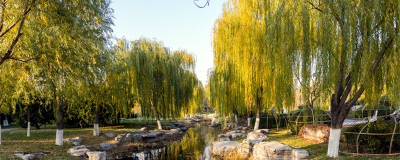 榆树为什么是鬼树（家里养榆树是鬼树是真的吗）