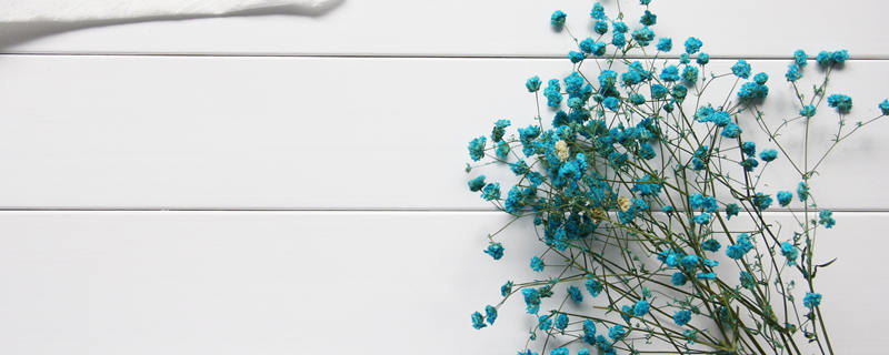 满天星绿色的花语 满天星绿色的花语是什么