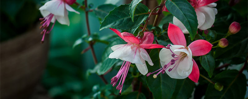 龙吐珠花有毒吗（龙吐珠有没有毒性?）