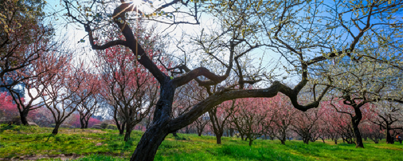 雀梅开花吗 雀梅开花是什么样的