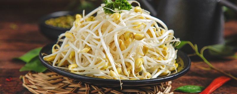 豆芽的生长过程(豆芽的生长过程观察日记)