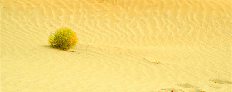 复活草是什么植物 复活草植物图片