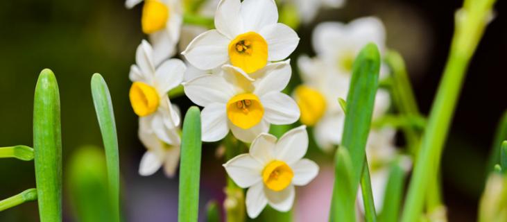 水仙花花语 水仙花花语和象征的意义