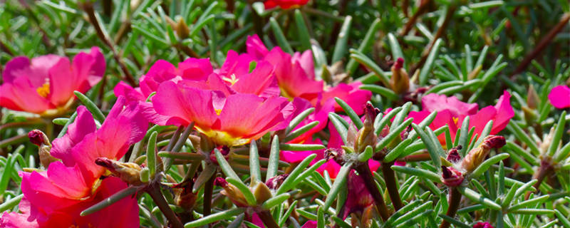 太阳花开花后要掐头吗 太阳花把头掐去会长更多吗