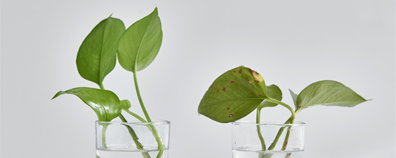 绿萝可以放鱼缸里和鱼一起养吗 绿萝有毒可以在鱼缸里和鱼一起养吗