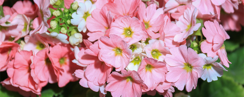 天竺葵叶子发黄干枯是什么原因（天竺葵老叶发黄是什么原因）