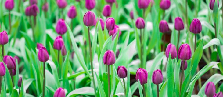 紫色郁金香花语 紫色郁金香花语文案